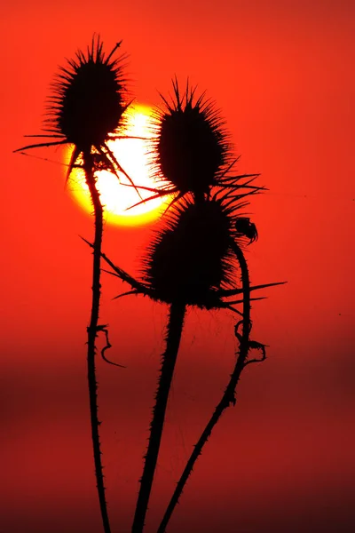 Cutleaf Teasel Avec Soleil Coucher Soleil — Photo