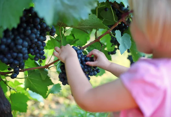 Çocuk malzeme çekme üzüm bağ içinde dallara