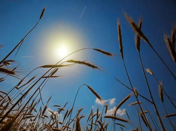 Закрыть Спелые Колосья Пшеницы Небом Солнцем — стоковое фото