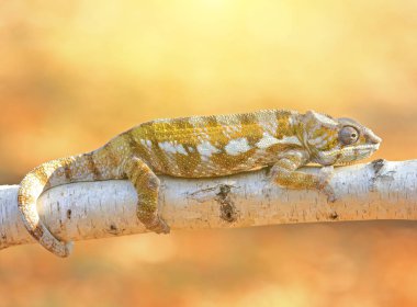 Bir dinlenme leguan kertenkele açık