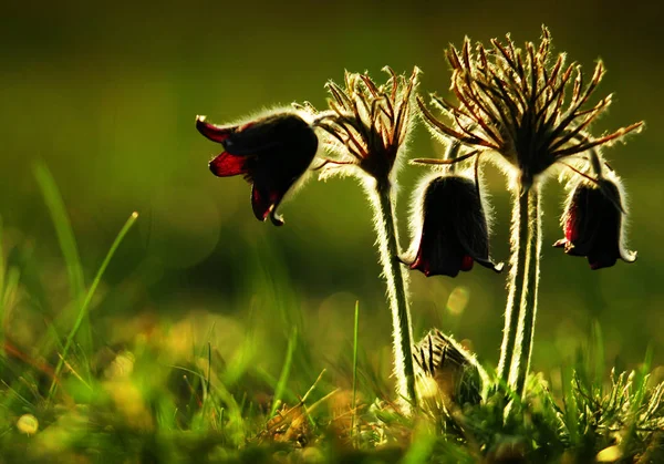 Groupe Pulsatilla Violet Plein Air — Photo