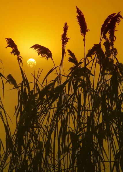Λεπίδα Του Reed Ήλιο Στο Φόντο — Φωτογραφία Αρχείου