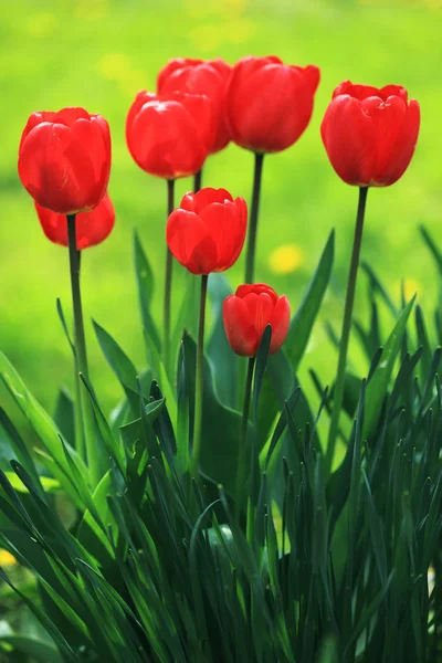 Grupo Tulipanes Entre Hojas Verdes — Foto de Stock