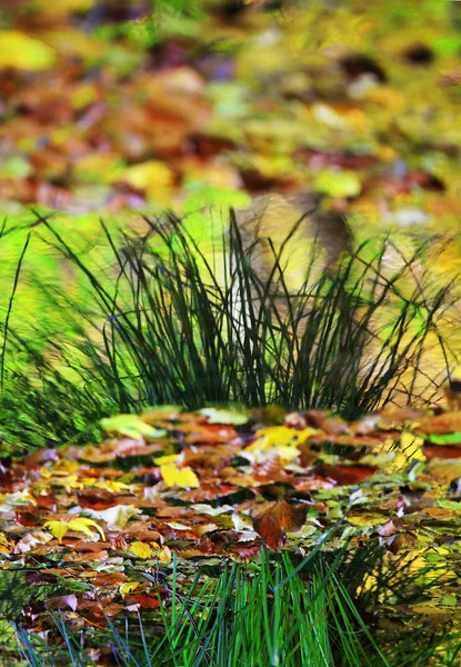 Detail Von Buntem Wasser Mit Blättern Herbst — Stockfoto