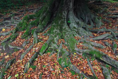 Eski bir ağaç renkli kök detay