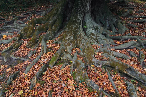 Detail Barevné Kořen Stromu — Stock fotografie