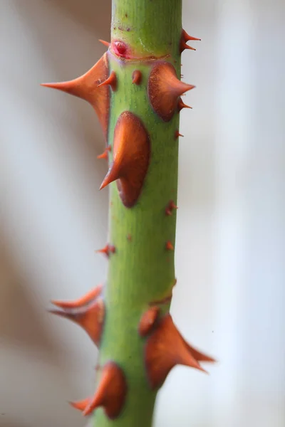 Stem Rose Full Thorns — Stock Photo, Image