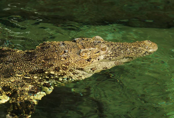 动物园里的鳄鱼在水里游泳 — 图库照片