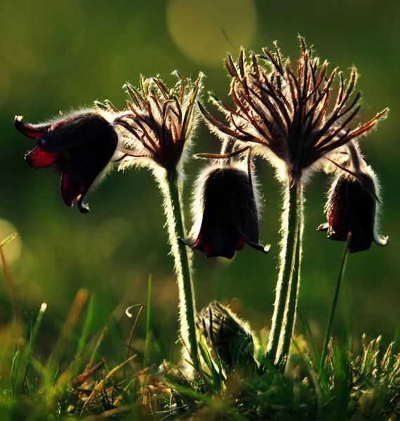 Groupe Pulsatilla Violet Plein Air — Photo