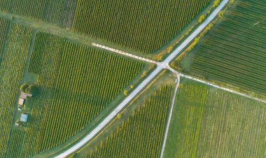 Havadan gelen üzüm bağı