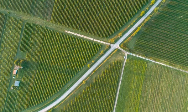 Виноградник Сверху Сделанный Дроном — стоковое фото