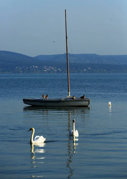 白鳥と鳥と一緒にバルトン湖に浮かぶボート — ストック写真