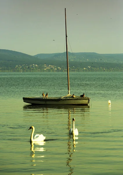 白鳥と鳥と一緒にバルトン湖に浮かぶボート — ストック写真