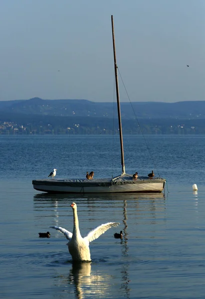 Βάρκα Που Επιπλέει Στη Λίμνη Μπάλτον Κύκνο Και Πουλιά — Φωτογραφία Αρχείου