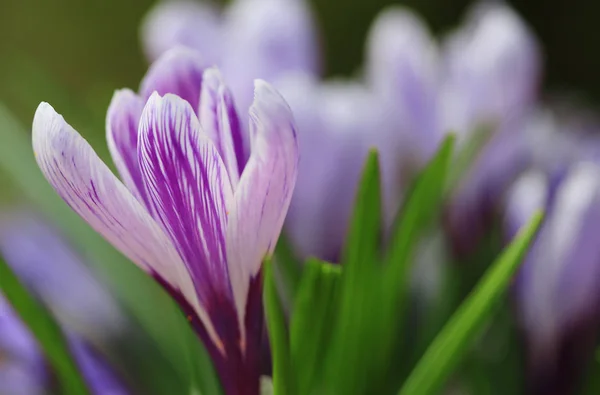 Группа Цветков Крокуса Весной — стоковое фото