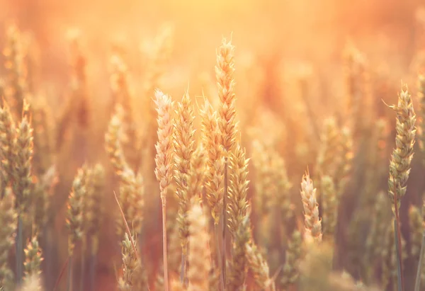 Крупним Планом Стиглі Пшеничні Вуха — стокове фото