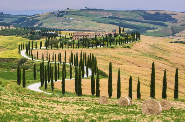Gyönyörű Táj Toszkánában Hajlító Ciprusfák Található Siena Vidéken Olaszország — Stock Fotó
