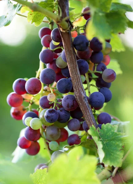 Bando Uvas Ramo Vinha — Fotografia de Stock