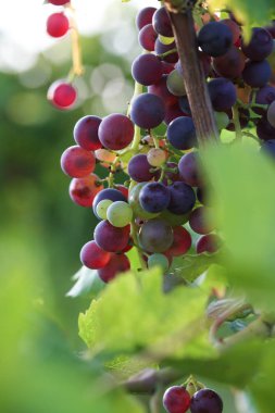 Üzüm bağındaki dalda bir demet üzüm