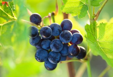 Üzüm bağındaki dalda bir demet üzüm