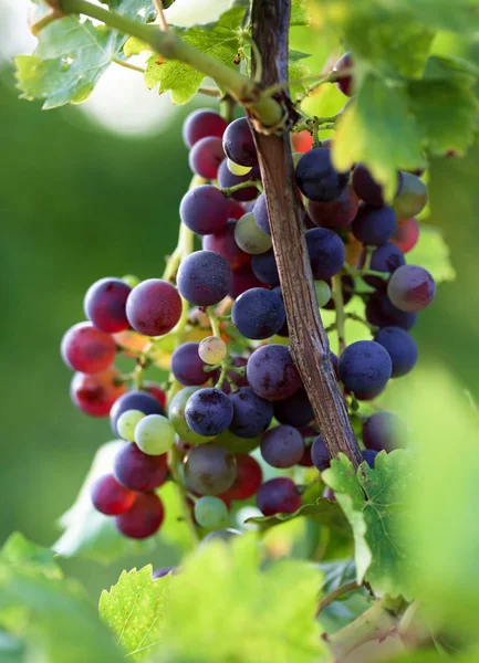 Bando Uvas Ramo Vinha — Fotografia de Stock