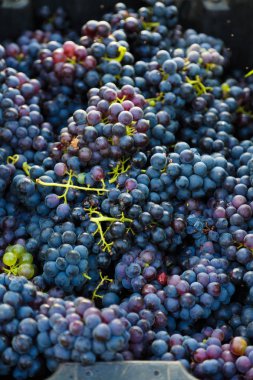 Bağda sandıkta üzüm demeti