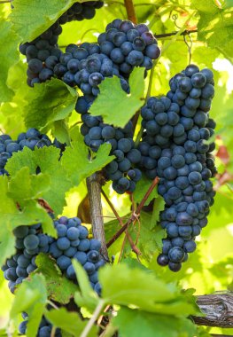 Üzüm bağındaki dalda bir demet üzüm