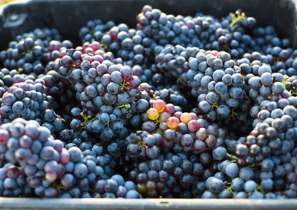 Bunch Grape Crate Vineyard — Stock Photo, Image