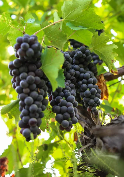 Bando Uvas Ramo Vinha — Fotografia de Stock