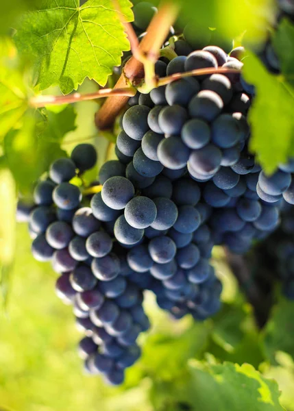 Bouquet Raisin Sur Branche Dans Vignoble — Photo