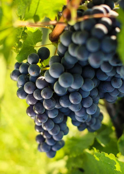 Bunch Grape Branch Vineyard — Stock Photo, Image