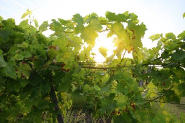 Güneşli sabahüzüm bağının detayı