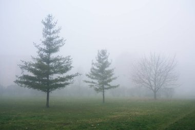Üç köknar kadın sisli havada parkta