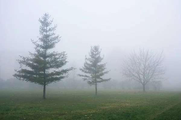 多雾天气下 公园里有三棵冷杉 — 图库照片