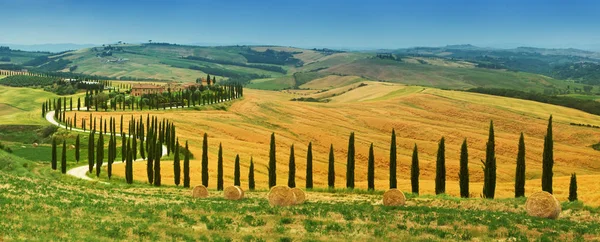 Gyönyörű Táj Toszkánában Hajlító Ciprusfák Található Siena Vidéken Olaszország — Stock Fotó