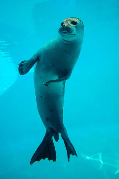 Selo Bonito Nadar Aquário Zoológico — Fotografia de Stock