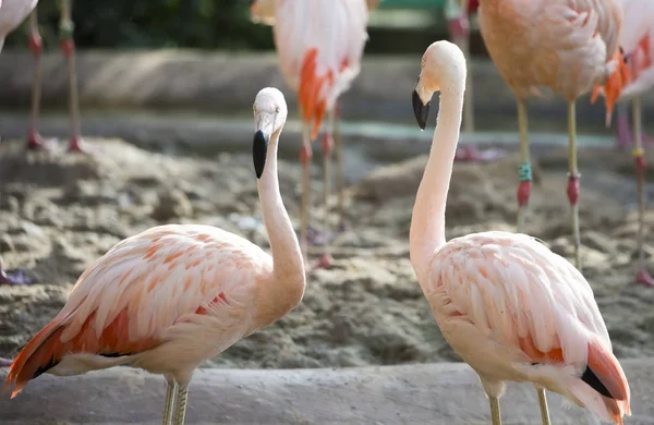 Oiseaux Flamants Roses Dans Zoo — Photo