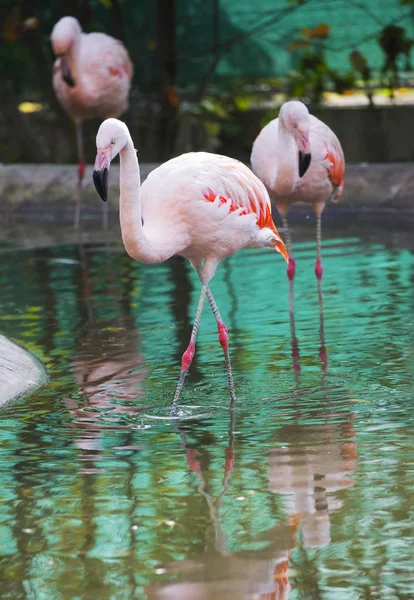 Oiseaux Flamants Roses Dans Zoo — Photo