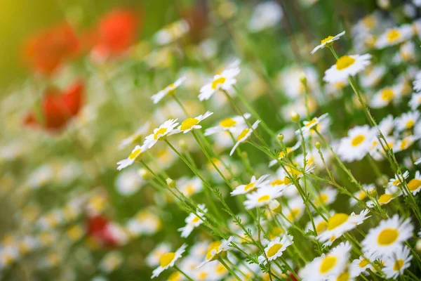 Camomille Fleur Pavot Dans Pré — Photo