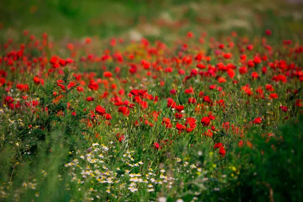 Beautiful Colorful Poppy Field — Stock Photo, Image