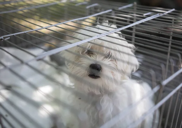 Cute puppy look sad in cage
