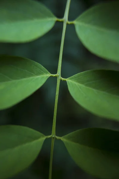 Detail Der Grünen Blätter Stiel Der Natur — Stockfoto