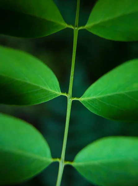 Detail Der Grünen Blätter Stiel Der Natur — Stockfoto