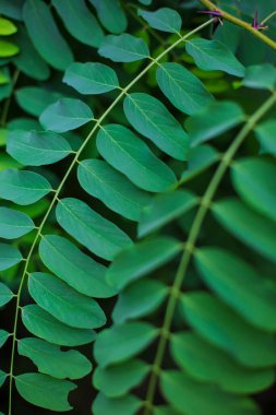 Doğadaki yeşil yaprakların ayrıntıları