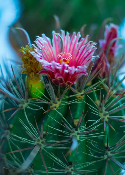 Detail Van Bloem Van Cactus — Stockfoto