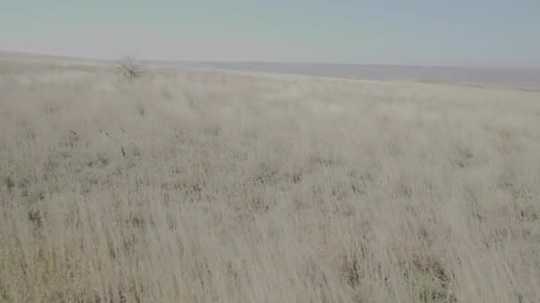 風の中の乾いた草 — ストック動画