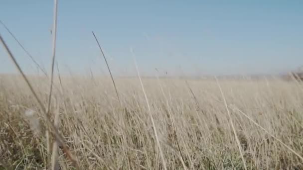 Droog gras in de wind slow motion — Stockvideo