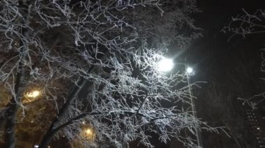 Gece şehirde kar düşüyor. Işık yazı karlı ağaç dalları ile parlar