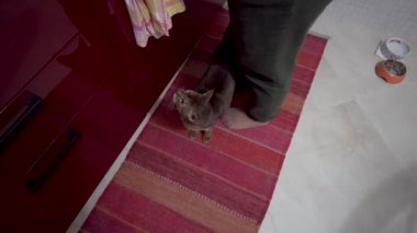 Habeş kedi yiyecek için sorar