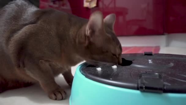 Gatto abissino mangia da alimentatore automatico — Video Stock